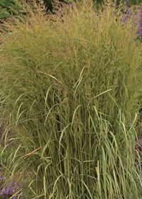 Calamagrostis acutiflora 'Eldorado'